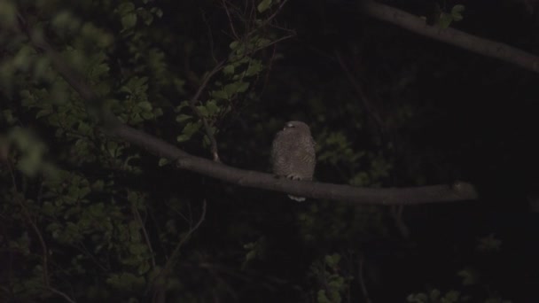 Little Barn Owl Strix Aluco Sitting Tree Branch Night — Vídeos de Stock