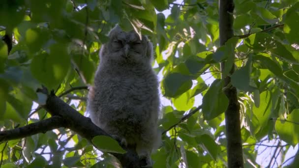 Juvenile Tawny Owl Strix Aluco Forest — Vídeo de Stock