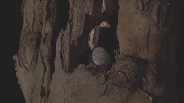 Giovane Tawny Owl Strix Aluco Nella Foresta Pulcino Appollaiato Ramo — Video Stock