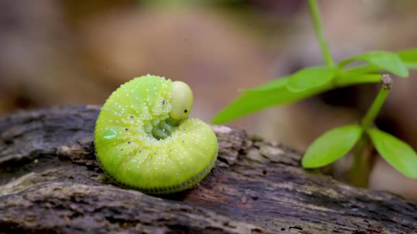 Close Macro View Large Green Caterpillar — Αρχείο Βίντεο