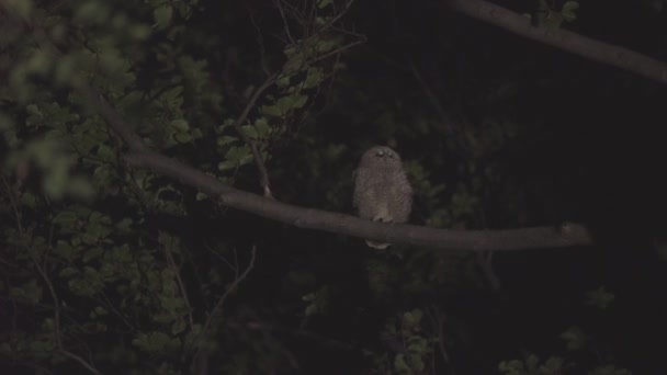 Little Barn Owl Strix Aluco Sitting Tree Branch Night — Vídeos de Stock