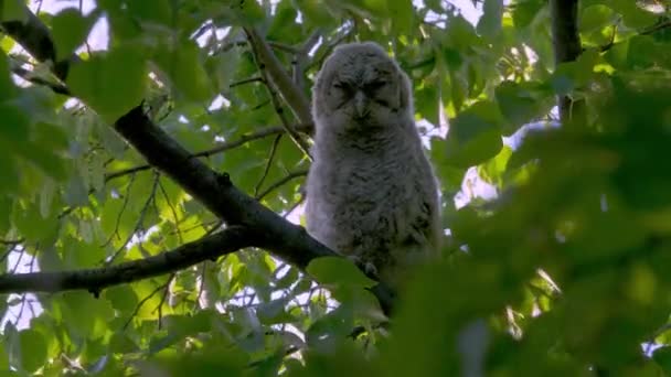 Cute Little Owl Brown Owl Strix Aluco Sitting Tree Branch — Vídeo de Stock