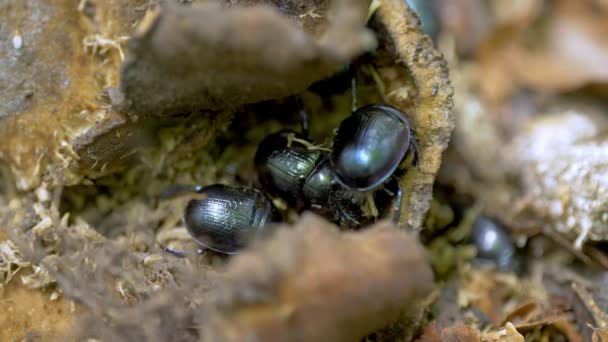 地球退屈な糞甲虫 — ストック動画