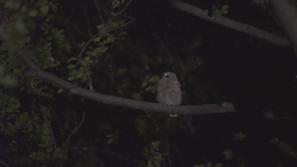 Little Barn Owl Strix Aluco Sitting Tree Branch Night — Vídeo de Stock