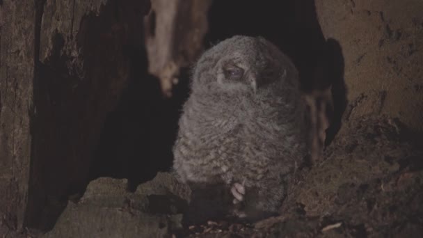 Ormandaki Bir Ağaç Boşluğunda Sevimli Küçük Baykuş Kahverengi Baykuş Strix — Stok video