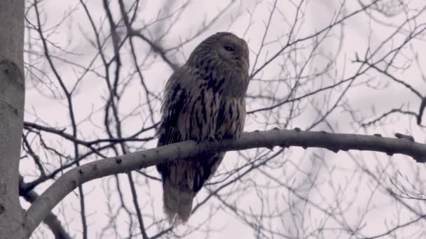 Ural Owl Strix Uralensis Sitting Tree Branch Forest — Wideo stockowe
