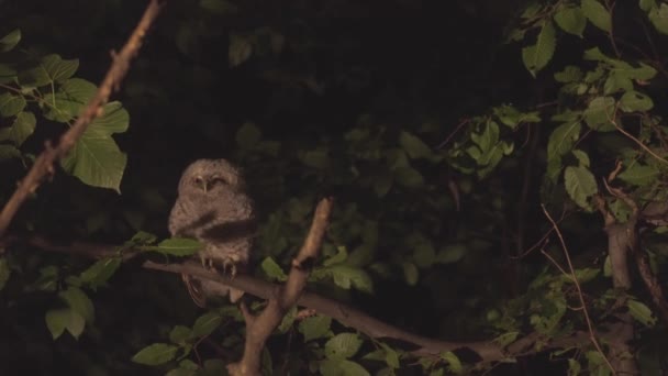 Juvenile Tawny Owl Strix Aluco Forest Baby Chick Perching Branch — Vídeo de Stock