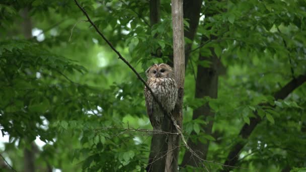 Juvenile Tawny Owl Strix Aluco Forest Baby Chick Perching Branch — Stockvideo