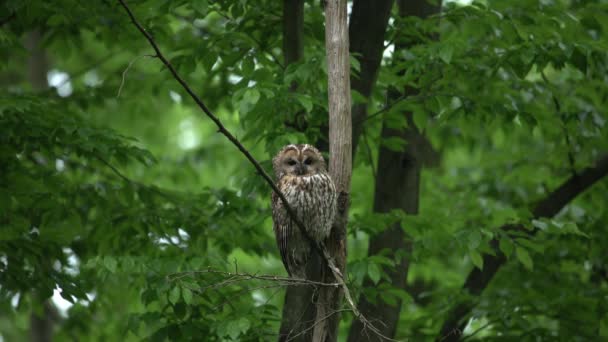 Juvenile Owl Strix Aluco Forest Baby Chick Perching Branch — Vídeo de Stock