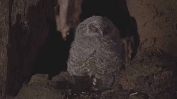 Little Cute Tawny Owl Brown Owl Strix Aluco Hidden Hollow — Vídeo de Stock