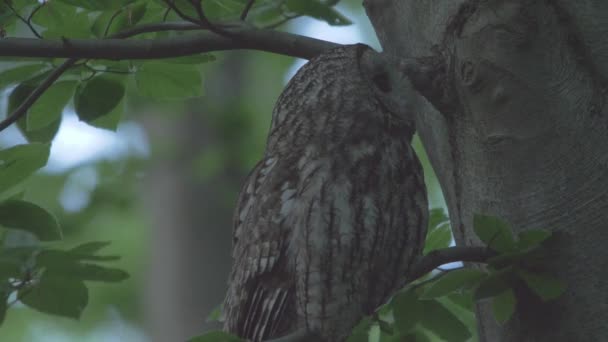 Tawny Owl Strix Aluco Sitting Tree — Stockvideo