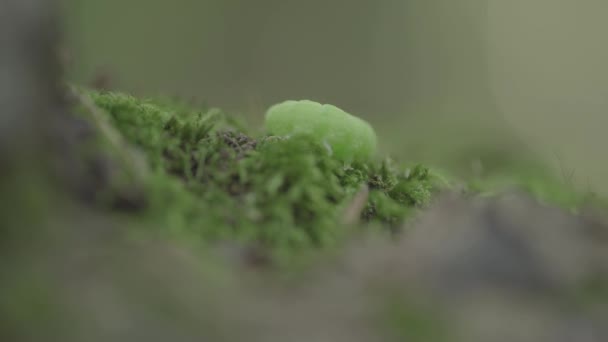 Close Macro View Large Green Caterpillar — Video Stock