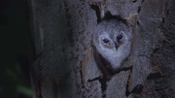 Tawny Owl Brown Owl Strix Aluco Hungry — Stok video
