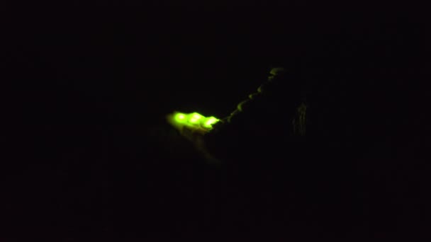 Taking Video Fireflies Glowing — Stock video