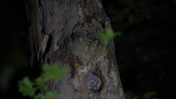 Симпатичная Маленькая Сова Бурая Сова Strix Aluco Древесной Пещере Вечернем — стоковое видео