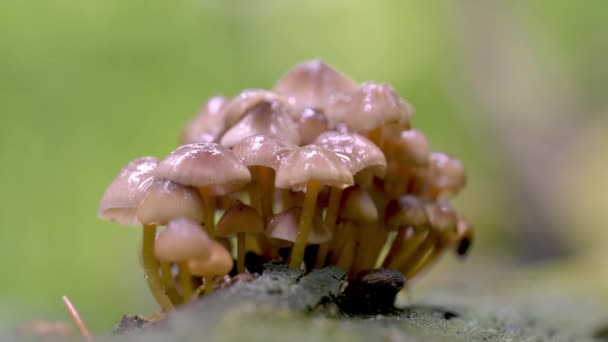 Group Mushrooms Autumn Woods Mushroom Family Growing Forest Glade — ストック動画