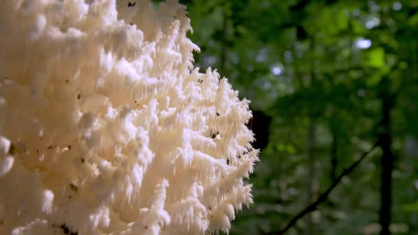 Coral Mushrooms Forest — Video Stock