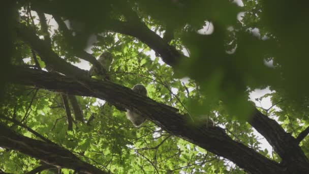 Juvenile Tawny Owls Strix Aluco Forest Baby Chick Perching Branch — Stock videók