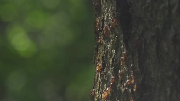 Муравейник Стволе Дерева — стоковое видео