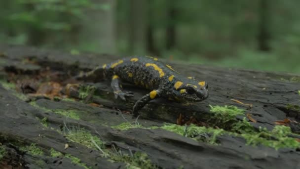 Ateş Semenderi Salamandra Salamandra Ormanda Yakın Plan — Stok video