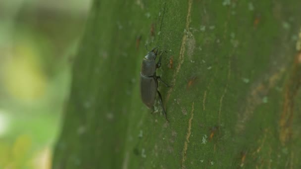 Stag Beetle Walks Tree — 图库视频影像