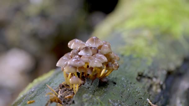 Group Mushrooms Summer Forest Mushroom Family Rain — ストック動画