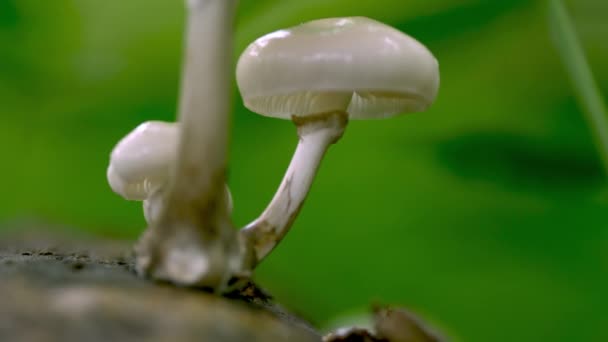 Group Mushrooms Autumn Woods Mushroom Family Growing Forest Glade — Stock Video
