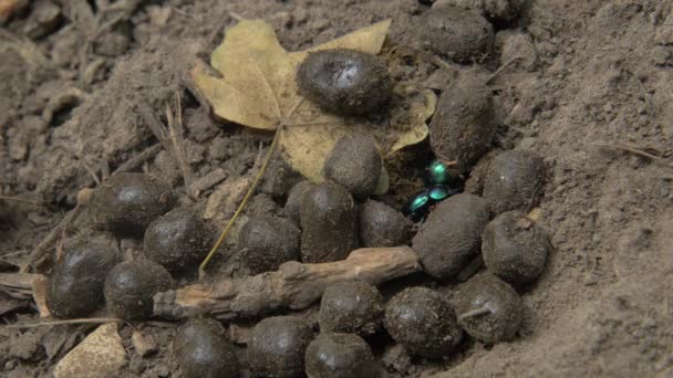 Dung Beetle Geotrupidae Beetles Coleoptera Earth Boring Dung Beetles — Stockvideo