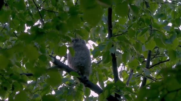 Genç Tawny Baykuşu Strix Aluco Ormanda Yavru Tavuk Bir Dalda — Stok video