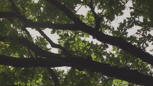 Juvenile Tawny Owl Strix Aluco Forest Baby Chick Perching Branch — Stockvideo