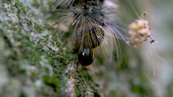 Hårig Caterpillar Trädstam — Stockvideo