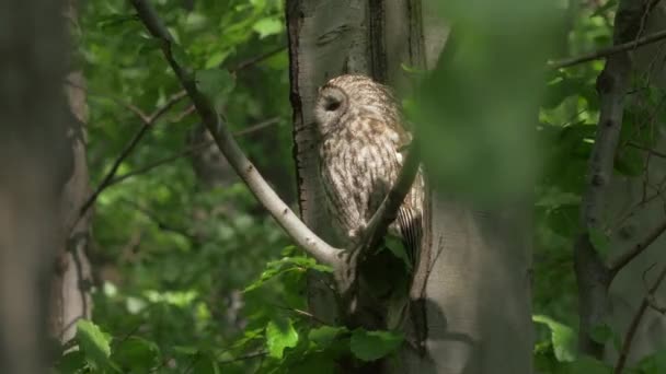 Bird Prey Species Tawny Owl Strix Aluco — Stockvideo