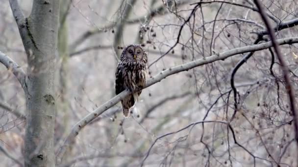 Ural Owl Strix Uralensis Sitting Branch Forest — Stockvideo