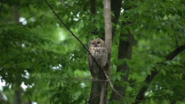 Juvenile Tawny Owl Strix Aluco Forest Baby Chick Perching Branch — Vídeo de Stock