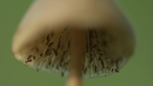 Mushroom Insects Super Close Stock Footage — Stock video