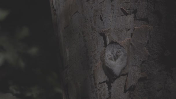 Cute Little Owl Brown Owl Strix Aluco Tree Cavity Evening — Stockvideo