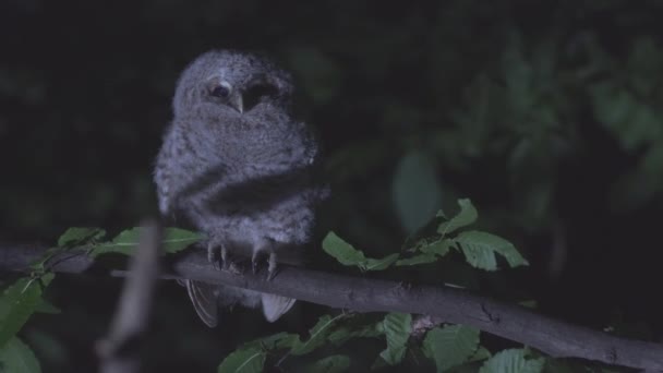 Juvenile Tawny Owl Strix Aluco Forest Baby Chick Perching Branch — Vídeo de stock