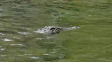 Nehirde Nil Timsahı (Crocodylus Niloticus), Tsavo Batı Ulusal Parkı, Kenya