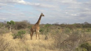 Afrika Vahşi Hayatı - Zürafa (Zürafa Camelopardalis), Tsavo Batı Ulusal Parkı, Kenya