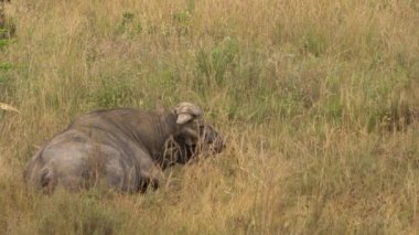 Afrika Bizonu veya Bufalo Burnu (Syncerus Caffer). Nairobi Ulusal Parkı, Kenya