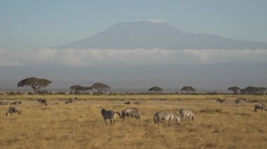 Ovalar Zebra (Equus Burchelli) Otlaklar Ülkesi, Amboseli Milli Parkı, Kenya