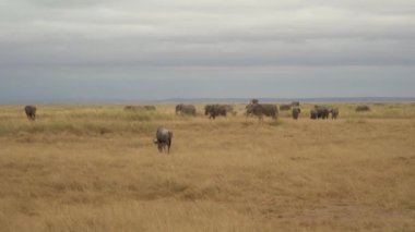 Vahşi Antilop Gnu Otlağı, Amboseli Ulusal Parkı, Kenya