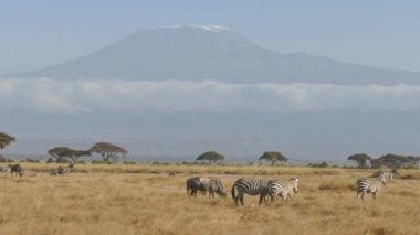 Çayırlarda otlayan Zebralar (Equus Burchelli), Amboseli Ulusal Parkı, Kenya