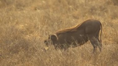 Yaban domuzu (Phacochoerus Africanus) Besleme, Amboseli Ulusal Parkı, Kenya