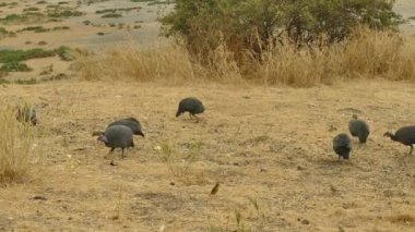 Kenya 'daki Amboseli Milli Parkı' nda Miğferli Guineafbaykuş (Numida Meleagris)