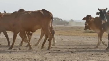 Zebu İnekleri Amboseli Ulusal Parkı, Kenya