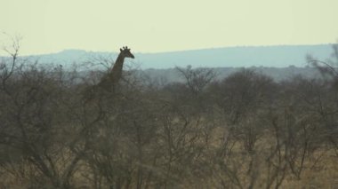Afrika Vahşi Hayatı - Zürafa (Zürafa Camelopardalis), Polokwane