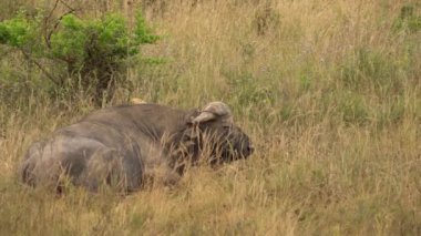Afrika Bizonu veya Bufalo Burnu (Syncerus Caffer). Nairobi Ulusal Parkı, Kenya