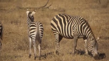Ovalar Zebralar (Equus Burchelli) Çayırlıkta, Tsavo Batı Ulusal Parkı, Kenya