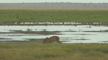 Kenya Amboseli Ulusal Parkı 'nda Reetbuck